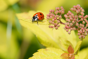 Ladybug crawling on a small decorative flowers bush