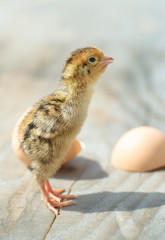 newborn funny domestic chick