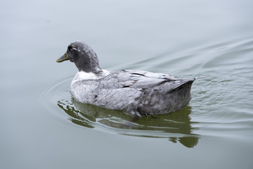 Swans and wild ducks on a frozen lake
