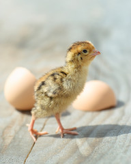Cute small chick near the egg