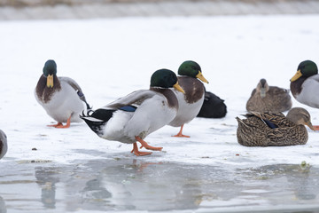 Swans and wild ducks on a frozen lake

