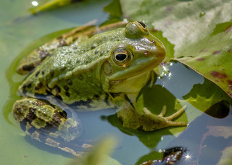 Einheimischer Teichfrosch