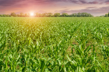 Rural field in summer.Green corn field.