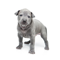 Fototapeta premium Thai ridgeback puppy isolated on white