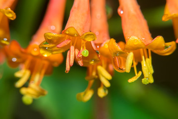 Honeysuckle Brown Flowers with drops of water after rain