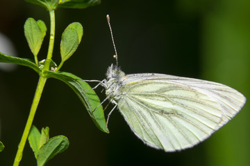 Obraz premium Yellow butterfly sitting on the grass in dew drops