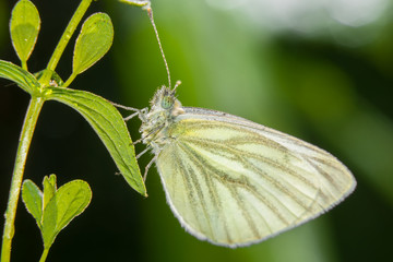Yellow butterfly sitting on the grass in dew drops