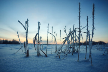 winter landscape footprints in the snow