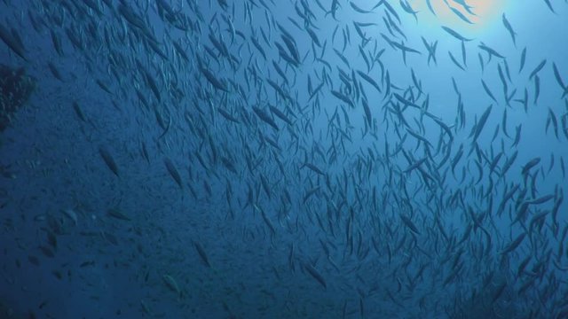 Large Shoal Of Fish Ripples And Sways, North Atlantic , North Carolina, USA, Oct 2016