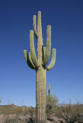Landscape Arizona desert with cactus saguaro. Organ Pipe Cactus National Monument, US