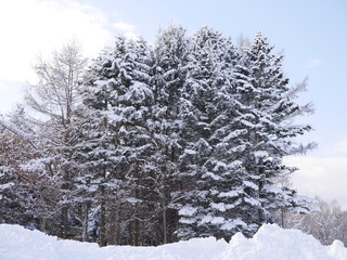 Frosty tree branches in an early snowy morning