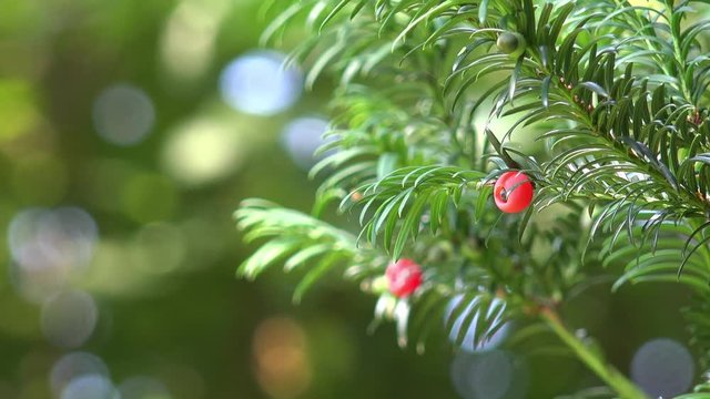 yew with fruits