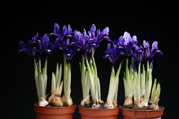 purple irises on a black background