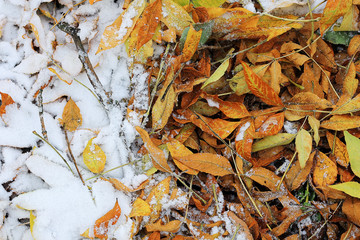 autumnal background with fallen yellow leaves