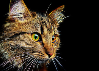 Abstrakcyjny kot © CUKMEN