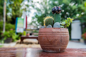 cactus, sugar palm leaf, decoration in the garden