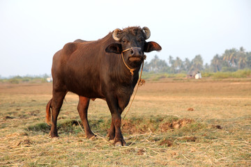buffalo at the field