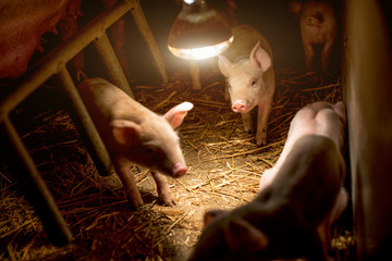 Baby pigs at pig farm under the bulb light.
