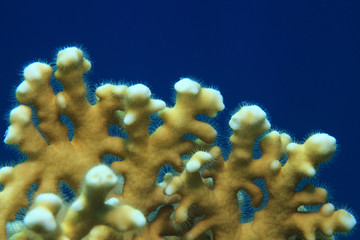 Obraz premium Fire coral