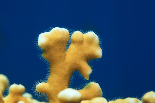 Fire coral