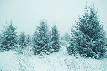 Christmas landscape with young fir trees and snow in a field