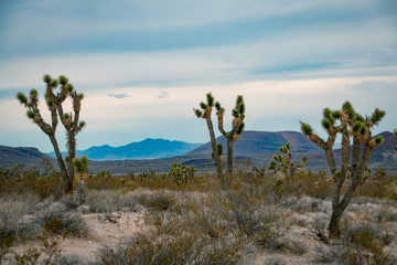 Joshua Trees with hills in the background in the USA