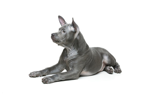 Thai Ridgeback Puppy