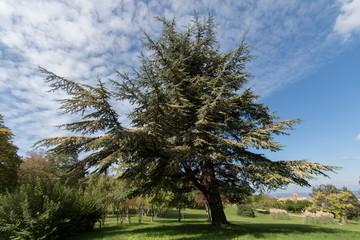 Baum im toskanischen Park