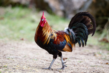 Verwilderter Hahn auf Kauai, Hawaii, USA.