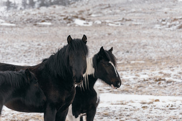 Horses in the snow-covered steppe.
