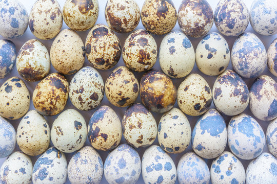 Egg of bird background