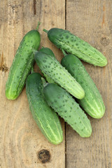 Harvest of ripe cucumbers