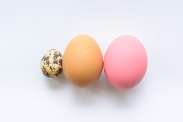 Egg of bird and chicken