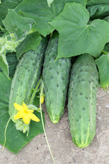 Harvest of ripe cucumbers