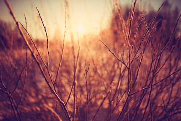 amazing winter landscape at sunset in forest