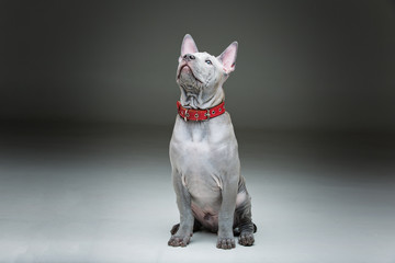 Thai ridgeback puppy