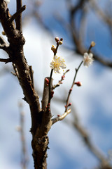 Japanese apricot-Prunus mume- blossoms are blooming in snowing in Fukuoka city,JAPAN. It is in January.