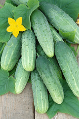 Harvest of ripe cucumbers