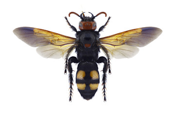 Wasp Megascolia bidens (female) on a white background