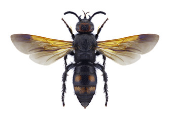 Wasp Scolia hortorum hortorum on a white background
