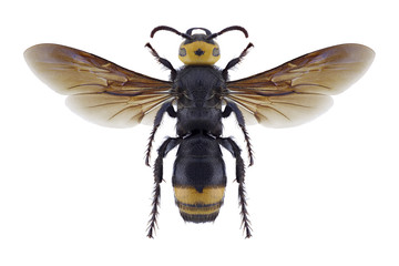 Wasp Scolia anatoliae on a white background