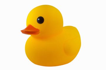 Duck yellow rubber  on white background