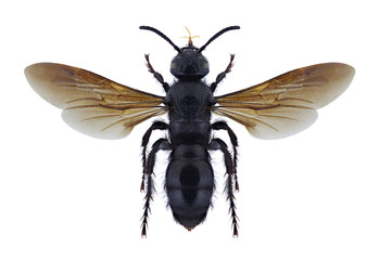 Wasp Scolia carbonaria on a white background