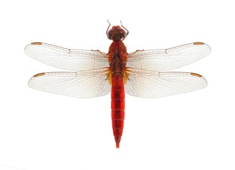Dragonfly Crocothemis erythraea on a white background