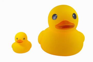 Duck yellow rubber  on white background