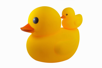 Duck yellow rubber  on white background