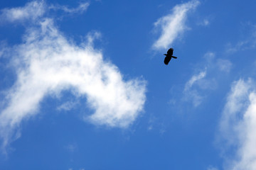 Bird flying on blue sky