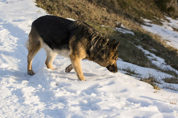 Alsatian dog nosing in snow.