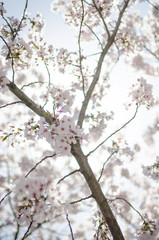 Cherry Blossoms
