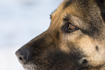 View of an Alsatian dog.
